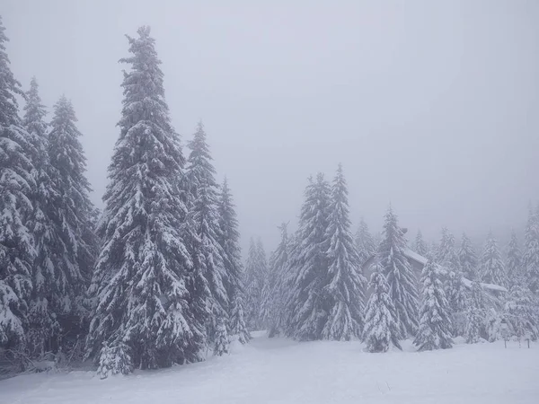 Schöner Winterwald Mit Schneebedeckten Bäumen — Stockfoto