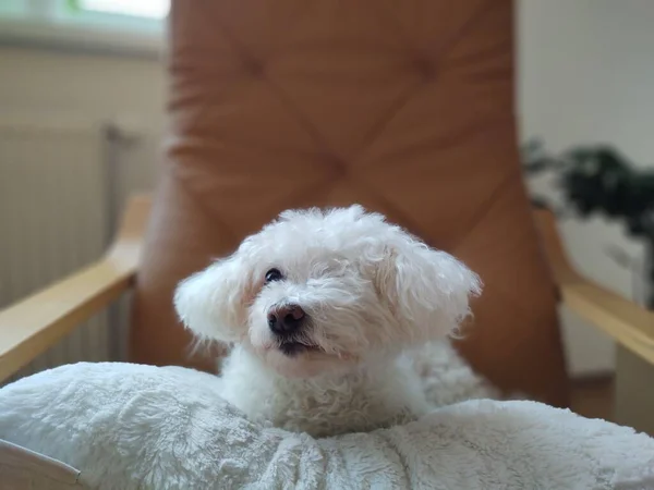 Χαριτωμένο Γούνινο Σκυλί Στο Μαξιλάρι Στο Σπίτι — Φωτογραφία Αρχείου