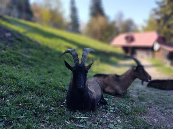 Grupo Cabras Pastando Las Montañas —  Fotos de Stock