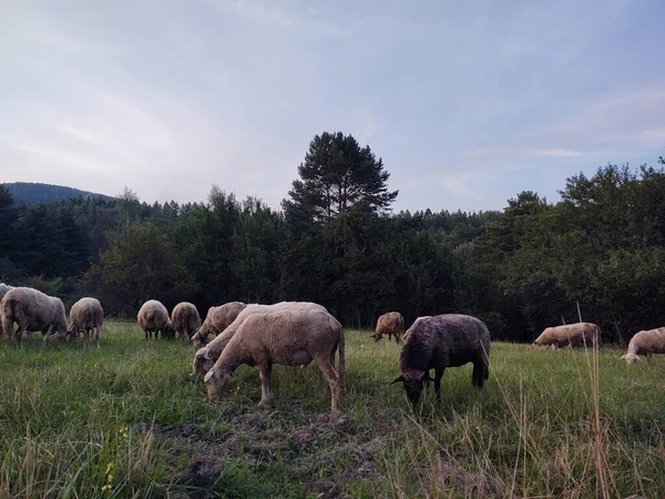 Schafherde Weidet Auf Dem Feld Vor Dem Hintergrund Der Natur — Stockfoto