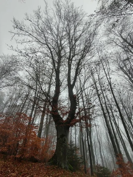 Misterio Bosque Otoño Tiempo Niebla — Foto de Stock