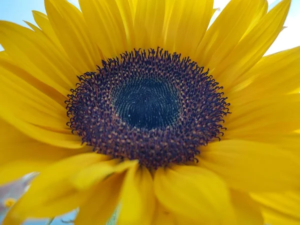 Zbliżenie Piękny Żółty Słonecznik — Zdjęcie stockowe