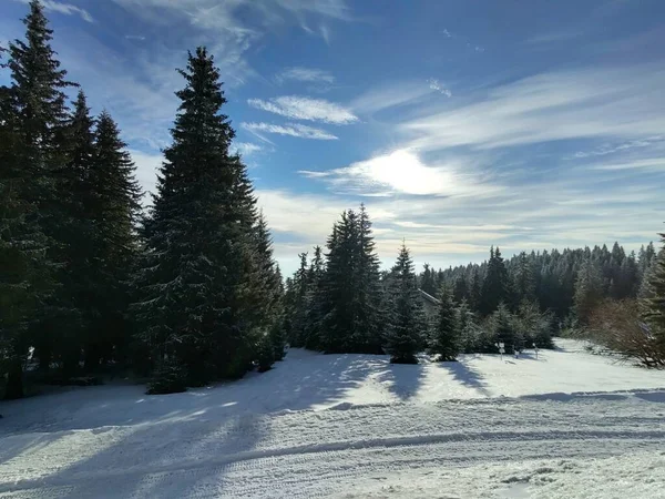 Beautiful Mountain Landscape Forest Winter Season — Stock Photo, Image