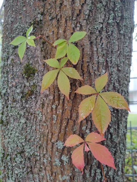 Feuilles Colorées Sur Arbre Dans Jardin — Photo