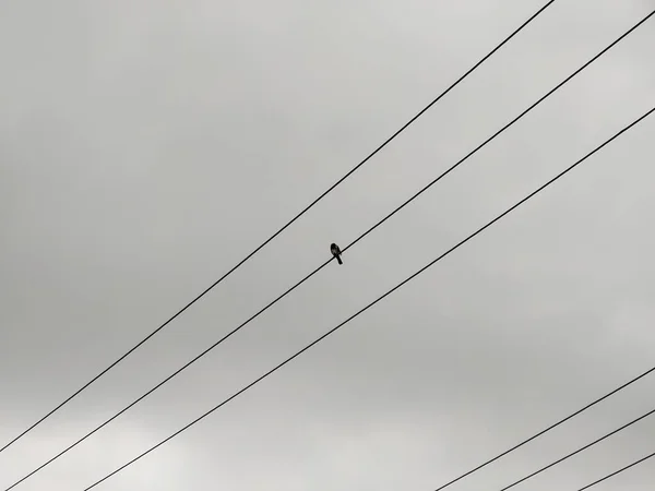 Pájaro Sentado Líneas Eléctricas Sobre Fondo Gris Del Cielo — Foto de Stock