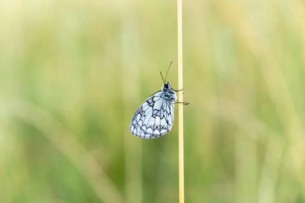 Gros Plan Beau Papillon Sur Branche Herbe — Photo