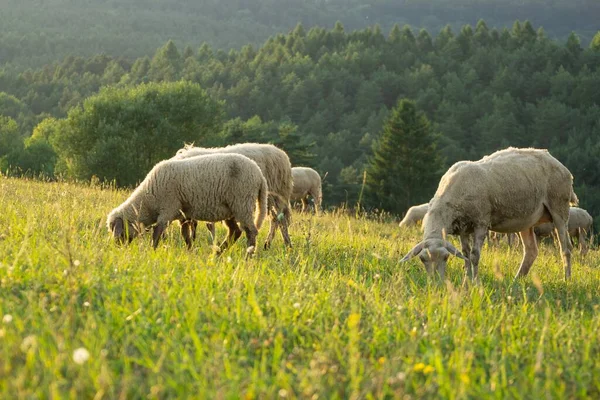 Stado Owiec Pasących Się Łące Górskiej — Zdjęcie stockowe