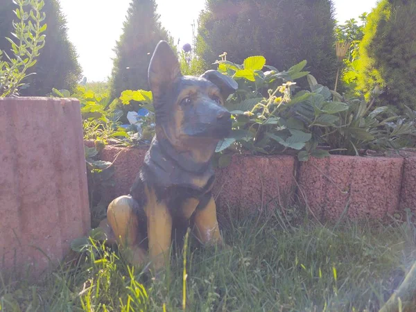 日当たりの良い庭の犬像 — ストック写真