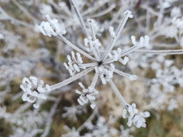 Close Frozen Plant Winter — Stock Photo, Image