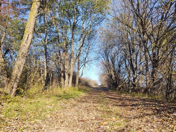 Caminho Através Floresta Campo — Fotografia de Stock