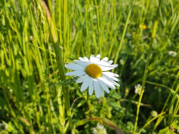 Stokrotka Kwiat Zielonym Polu — Zdjęcie stockowe