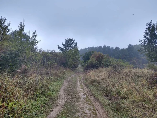 Beau Paysage Avec Forêt Sentier — Photo