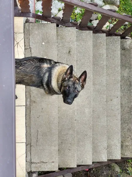 Alman Çoban Köpeğinin Merdivenlerdeki Iyi Görüntüsü — Stok fotoğraf