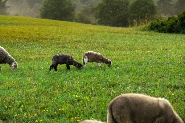 Herd Van Schapen Grazen Bergweide — Stockfoto