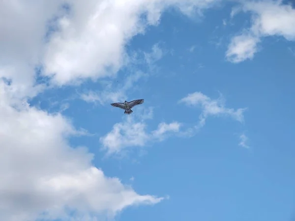 Pipa Voando Céu Nublado — Fotografia de Stock