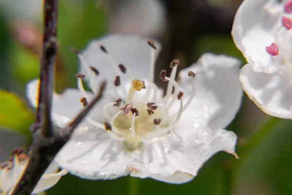 Bela Flor Branca Flor — Fotografia de Stock