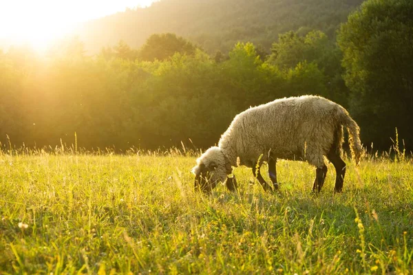 Pâturage Des Moutons Dans Prairie Montagne — Photo