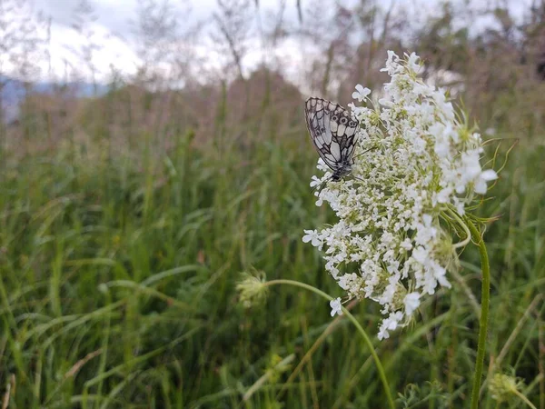 緑の畑に蝶と白い花 — ストック写真