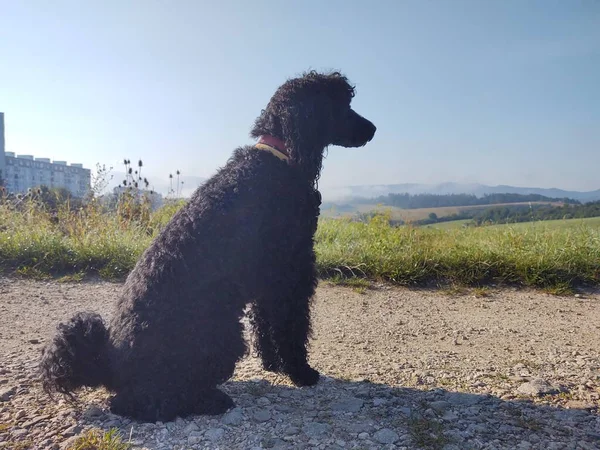 Perro Negro Camino Día Soleado —  Fotos de Stock