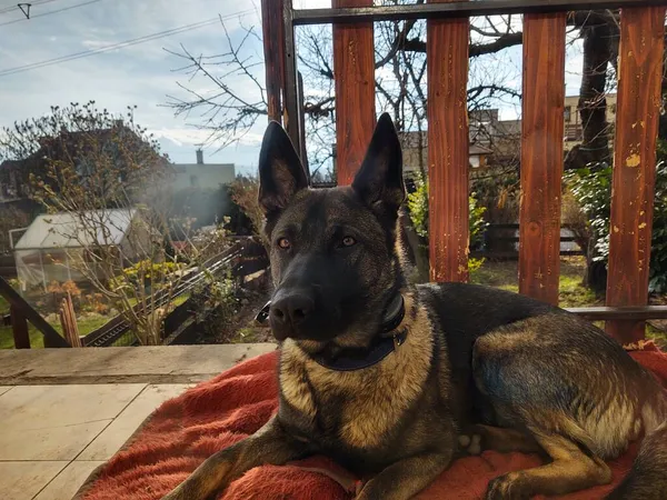 Hund Liegt Auf Balkon Des Hauses — Stockfoto