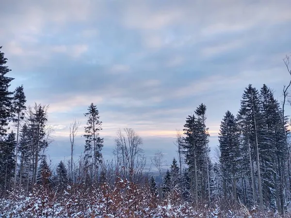 美丽的冬季风景 冰雪覆盖的树木 — 图库照片