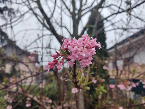 Piękne Różowe Kwiaty Ogrodzie — Zdjęcie stockowe