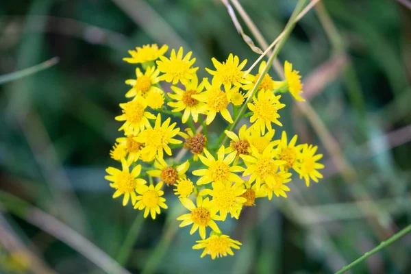 Beautiful Yellow Flowers Garden — Stock Photo, Image