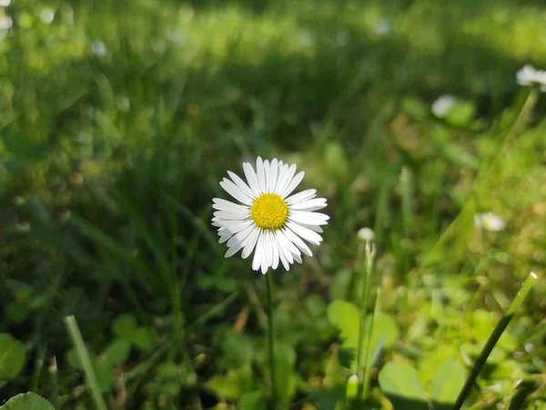 White Daisy Green Grass Meadow — Stock Photo, Image