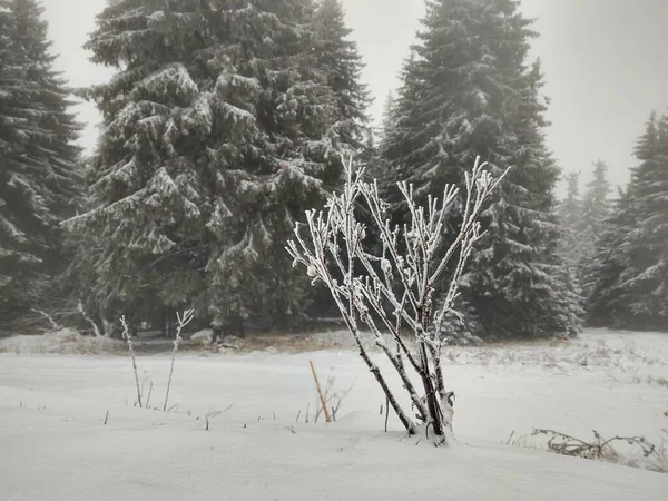 Ağaçlar Sisli Güzel Kış Ormanı — Stok fotoğraf