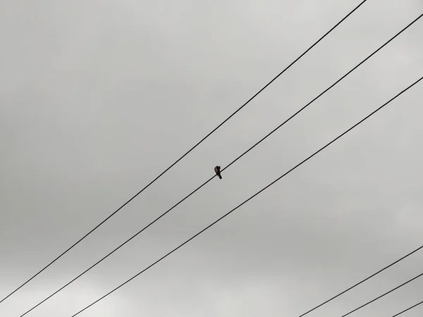 Pássaro Sentado Linhas Eletricidade Fundo Céu Cinza — Fotografia de Stock