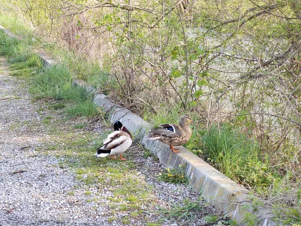 Enten Der Natur Zur Frühlingszeit — Stockfoto