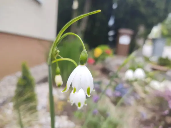 Białe Kwiaty Ogrodzie Miejskim — Zdjęcie stockowe