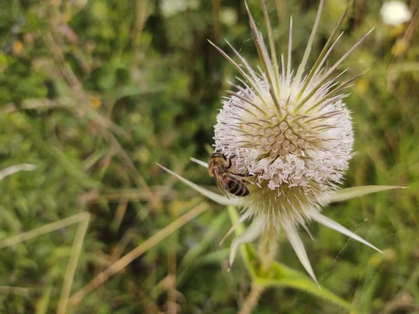 Biene Auf Pflanze Zur Frühlingszeit — Stockfoto