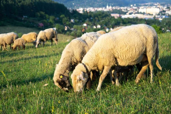 Dağ Çayırlarında Otlayan Koyun Sürüsü — Stok fotoğraf