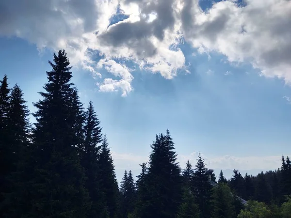 Schöne Berglandschaft Mit Wald — Stockfoto