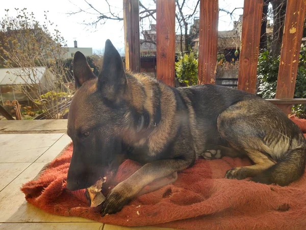 Pose Chien Sur Balcon Maison — Photo