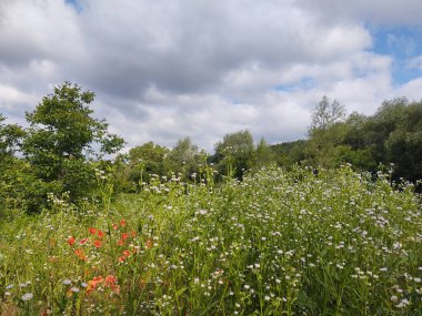 Çayır ve orman ile güzel yaz manzara  