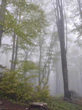 Sis zamanındaki güzel orman