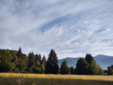 güzel dağ manzarası ile orman
