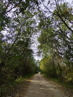 asfalt yol yeşil orman 