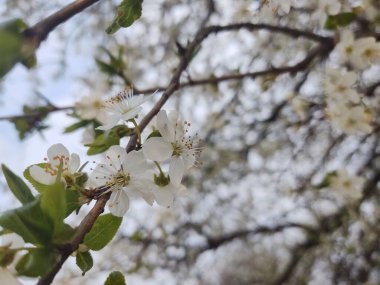 Bahar mevsiminde ağaç dallarında çiçek açan güzel beyaz çiçekler.