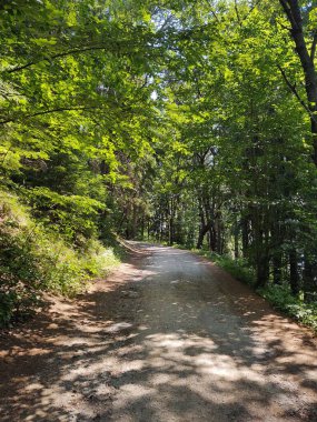 Doğanın arka planındaki ormanın güzel manzarası