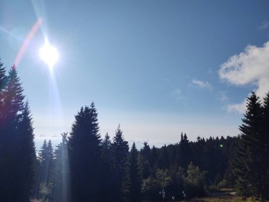Doğanın arka planındaki ormanın güzel manzarası