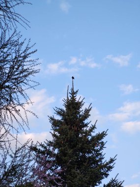 Gökyüzü arka planında ormandaki çam ağacı