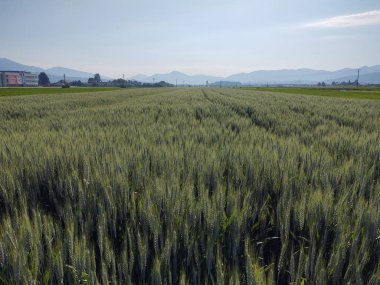 Güneşli bir günde güzel buğday tarlası