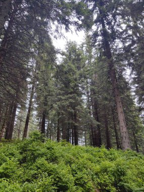 Doğanın arka planındaki ormanın güzel manzarası