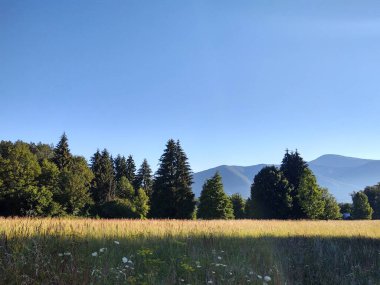 güzel dağ manzarası ile orman