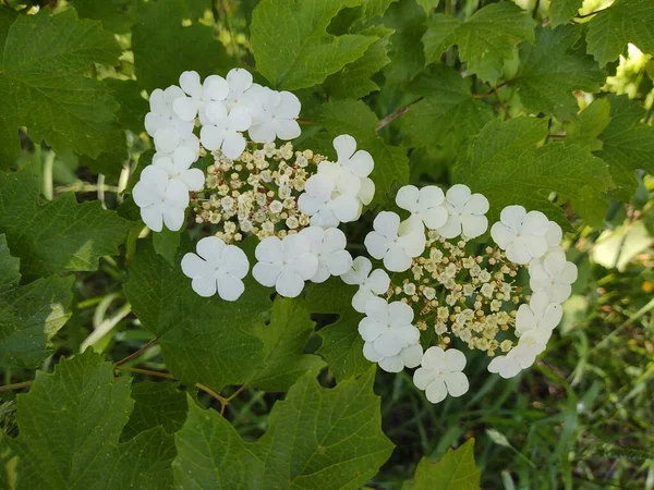 Fehér Virágok Zöld Kert — Stock Fotó