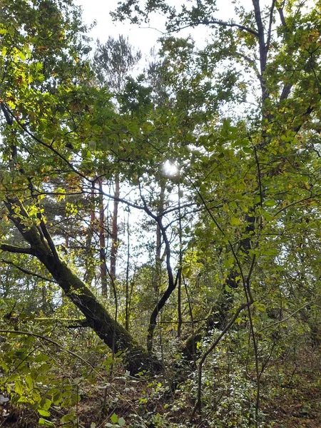 Schöner Grüner Wald Tag — Stockfoto
