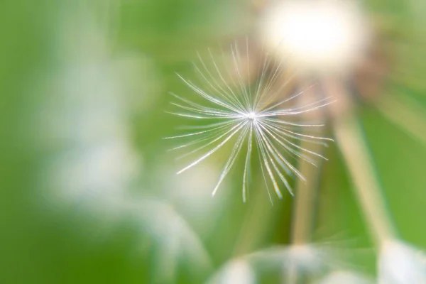Цветок Одуванчика Зеленом Фоне — стоковое фото